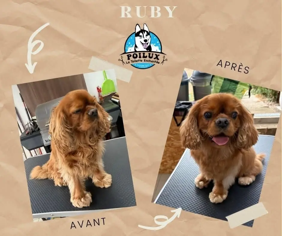 Transformation d'un chien avant et après un toilettage à domicile à Nancy