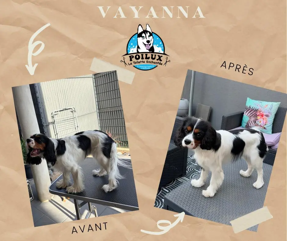 Transformation d'un chien après un bain et une coupe à domicile à Nancy