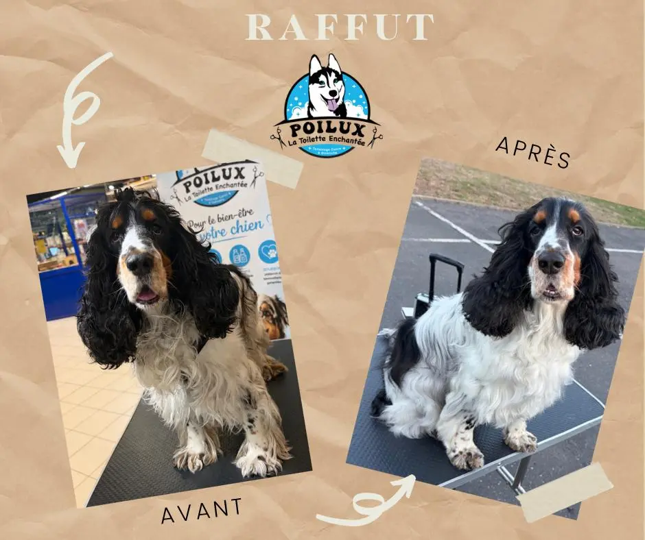 Résultat avant après d'un toilettage canin réalisé à Nancy