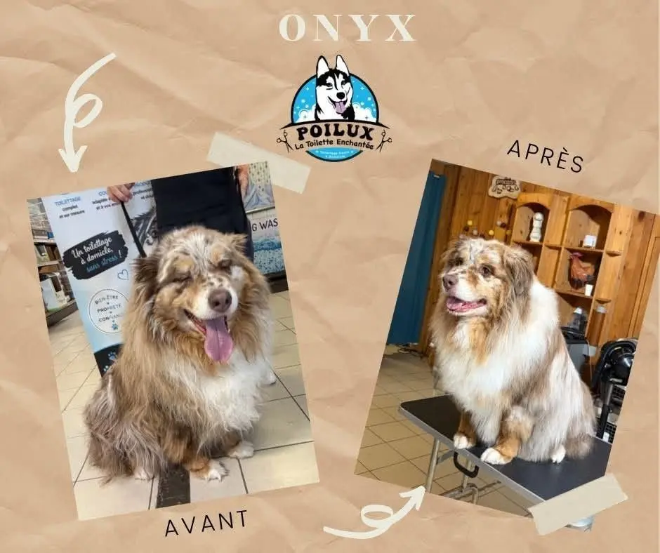 Résultat d'un toilettage canin, avant et après, réalisé à domicile près de Nancy