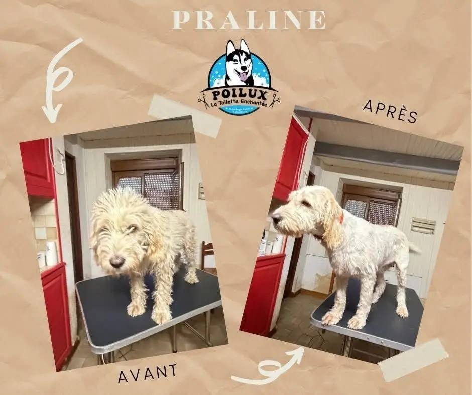 Chien avant et après sa mise en beauté lors d'un toilettage à Nancy