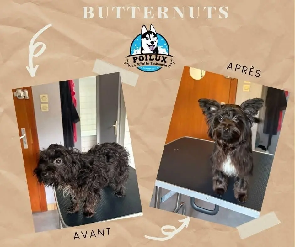 Transformation d'un chien après un bain et une coupe à domicile à Nancy
