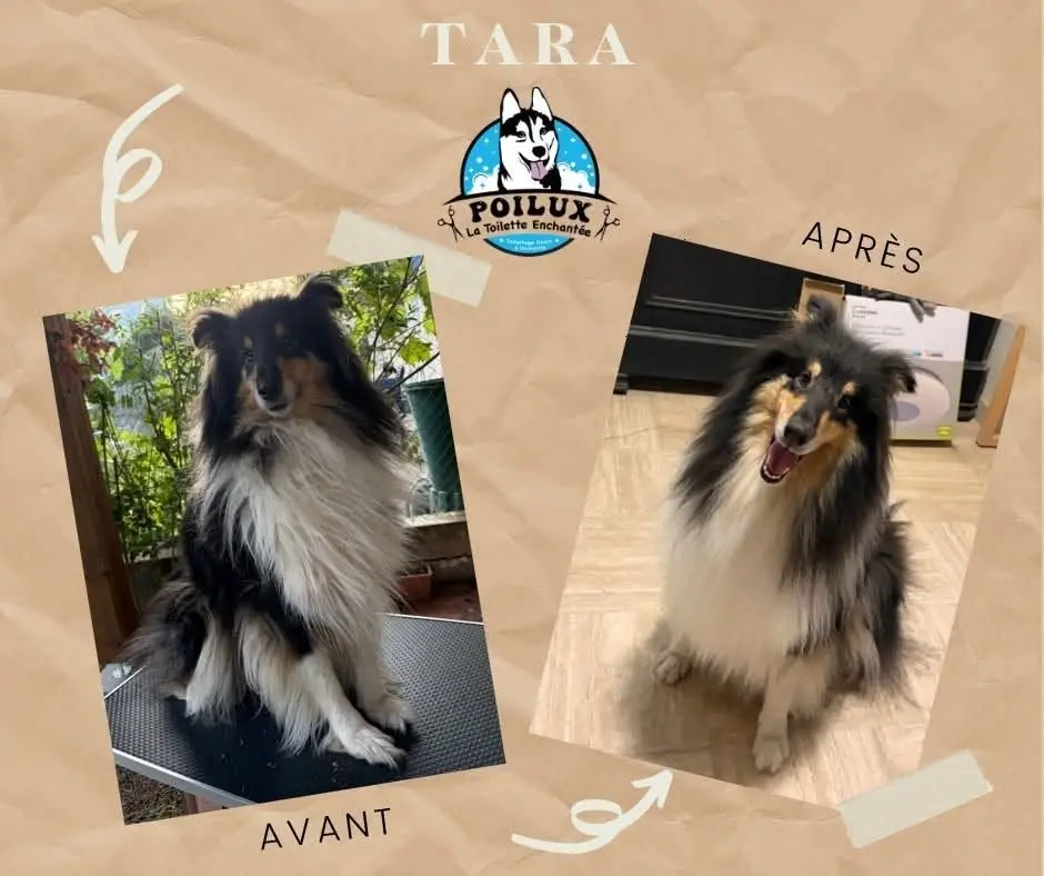 Résultat avant après d'un toilettage canin réalisé à Nancy