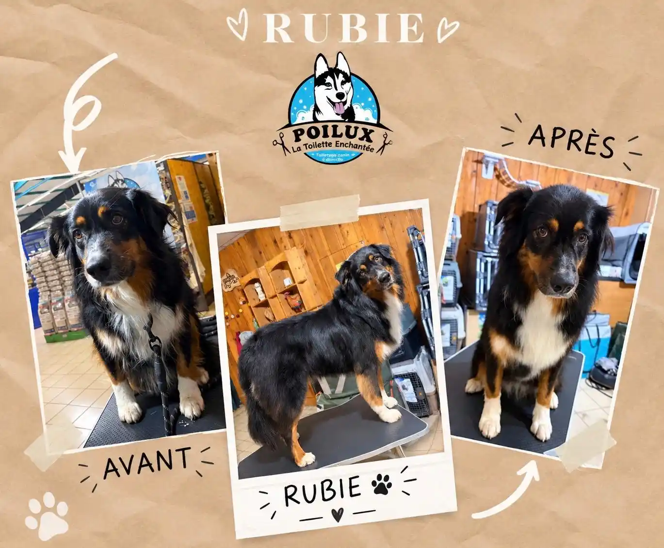 Transformation d'un chien avant et après un toilettage à domicile à Nancy