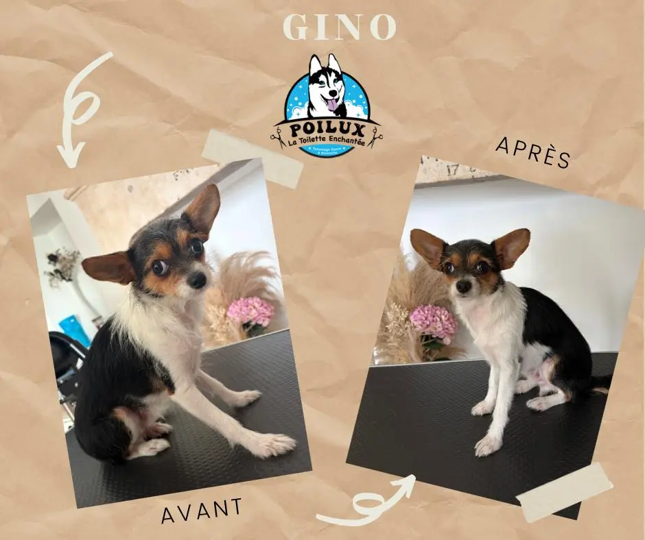 Résultat d'un toilettage canin, avant et après, réalisé à domicile près de Nancy