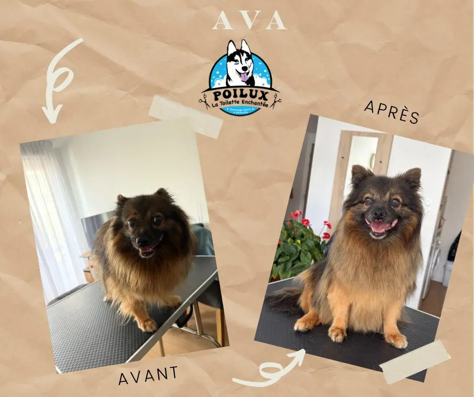 Chien avant et après sa mise en beauté lors d'un toilettage à Nancy