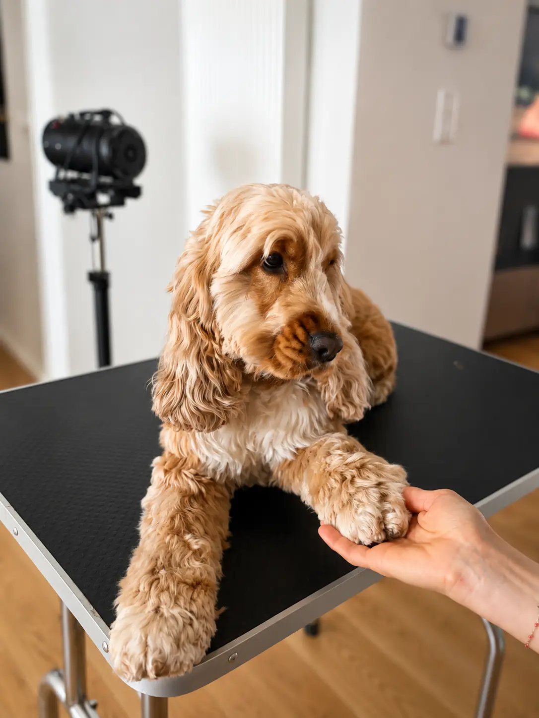 Toilettage régulier d'un chien à domicile à Nancy