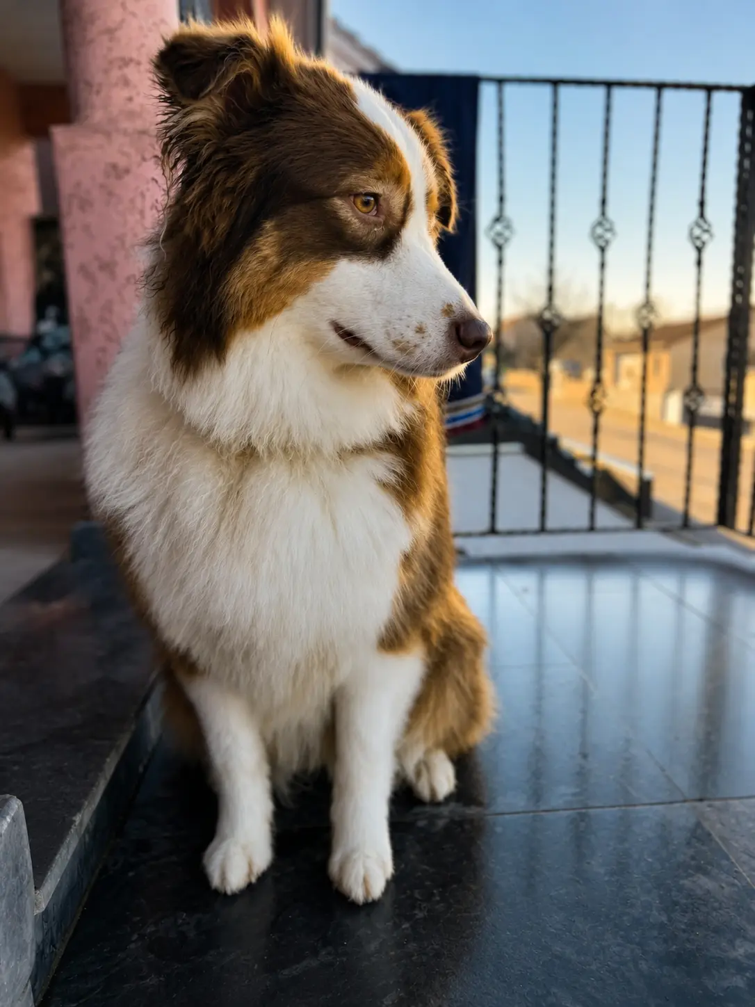 Chien toiletté à domicile à Nancy