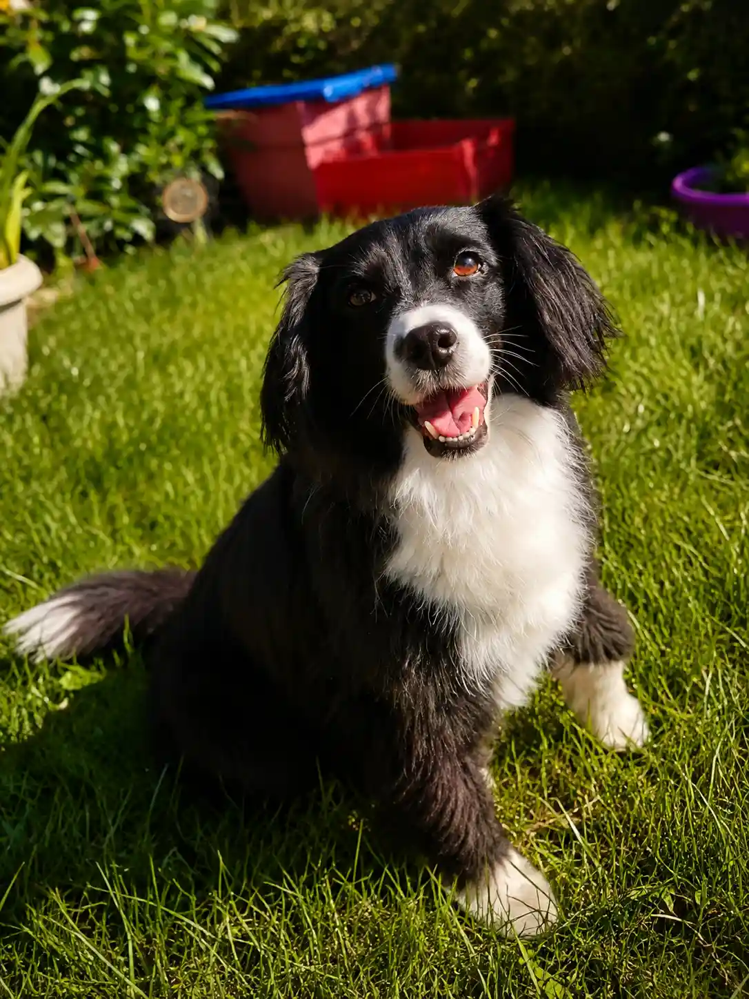 Résultat d'un toilettage canin à domicile près de Nancy
