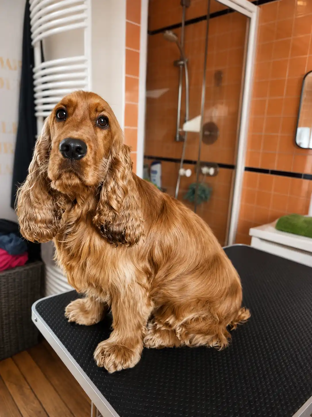 Chien propre et soigné après un toilettage à Nancy