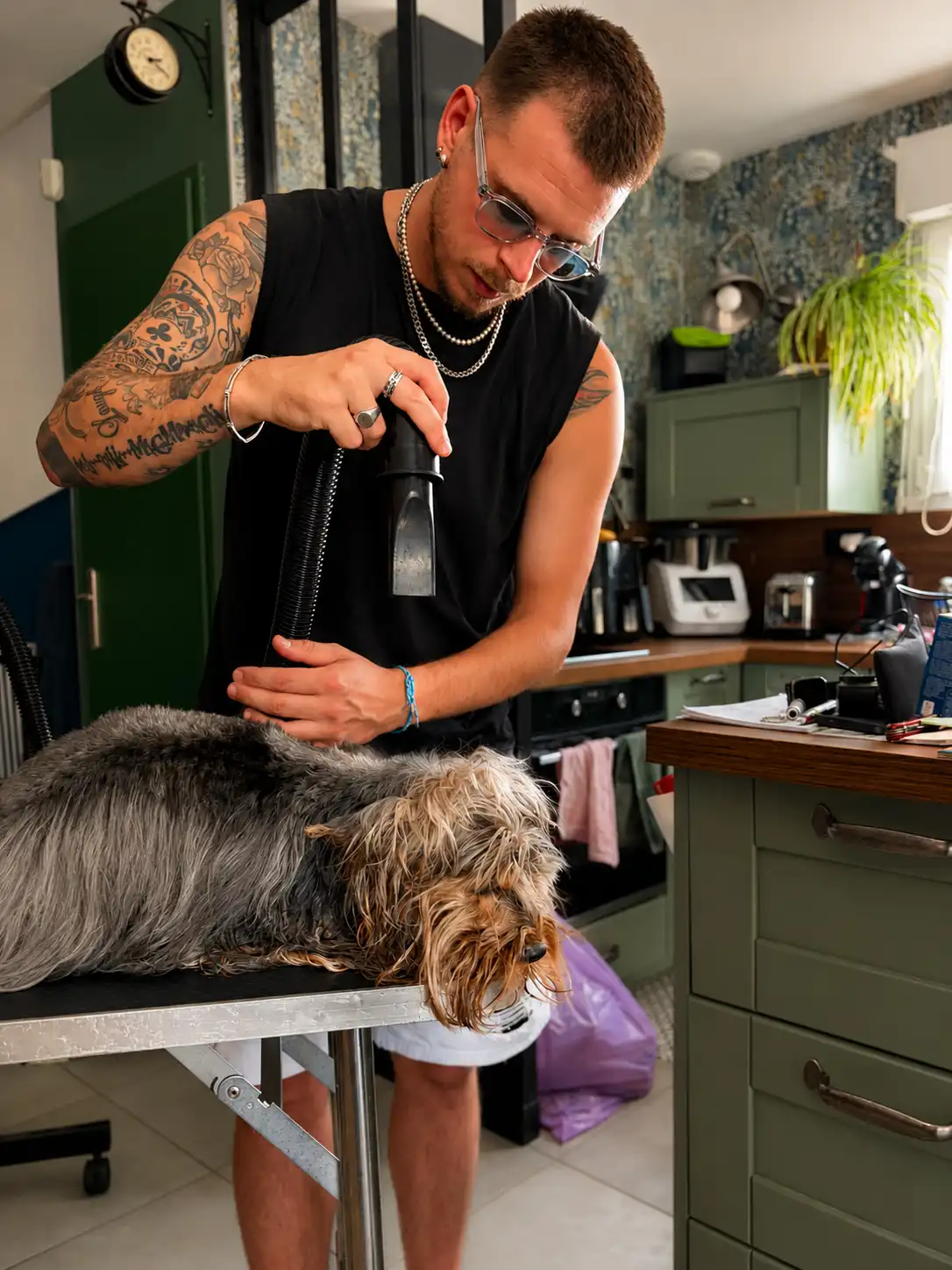 Chien au pelage soigné après un toilettage à Nancy