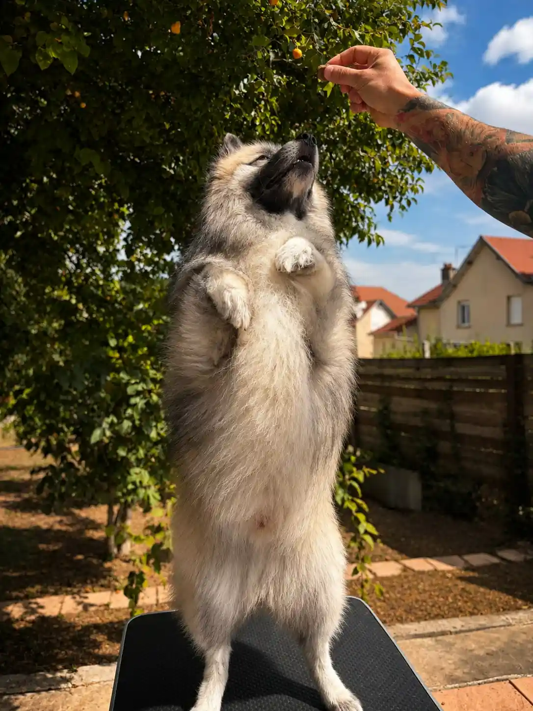 Chien propre et détendu après sa séance de toilettage à Nancy