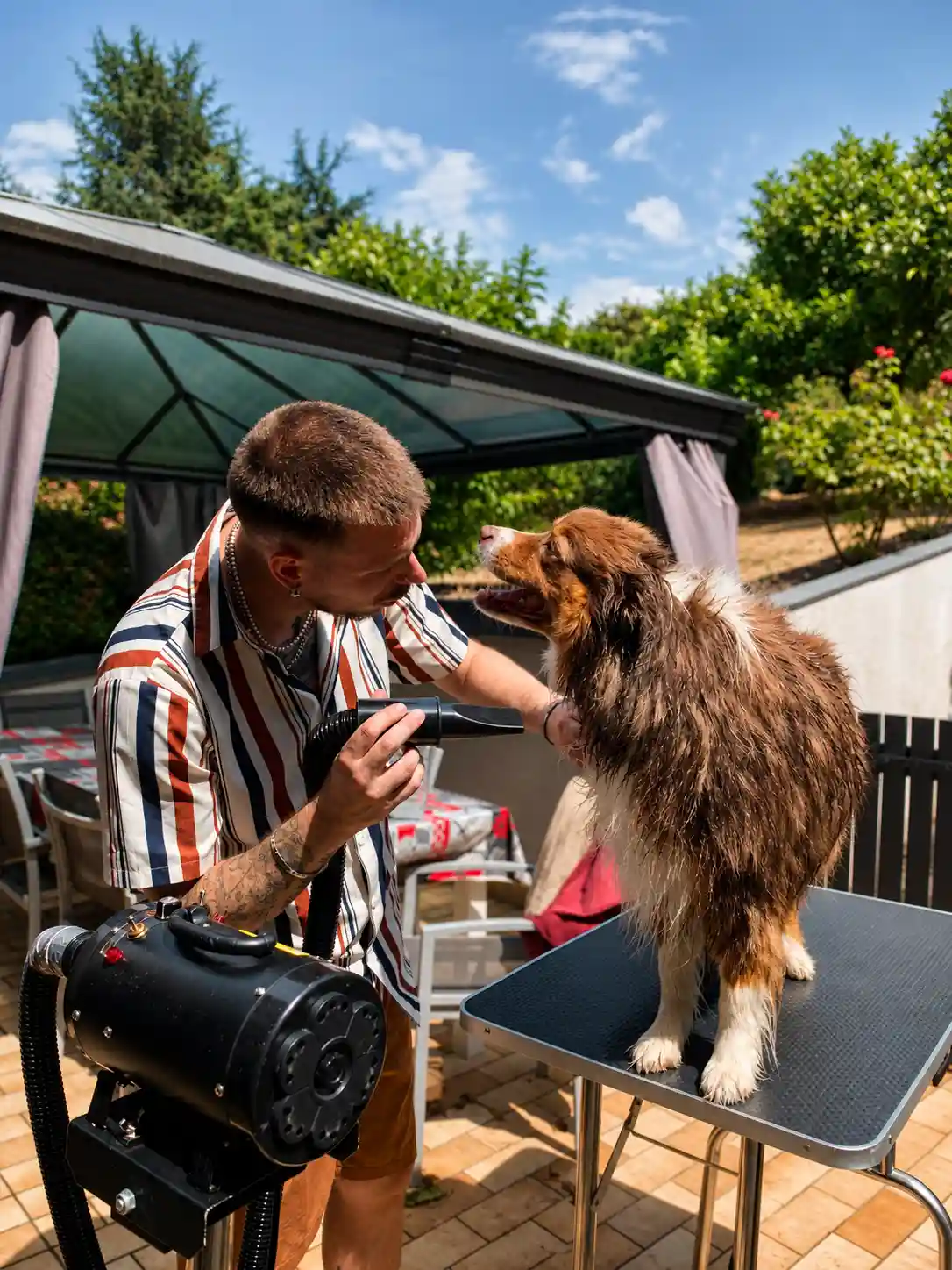 Toilettage d'un chien à domicile à Nancy avec tarifs clairs