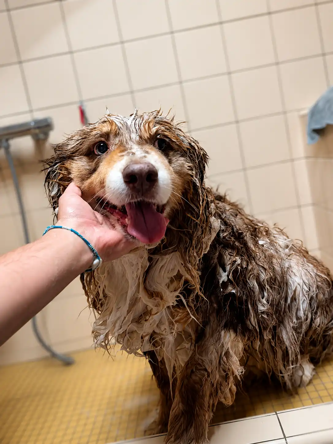 Chien pris en bain lors d'un toilettage à domicile à Nancy