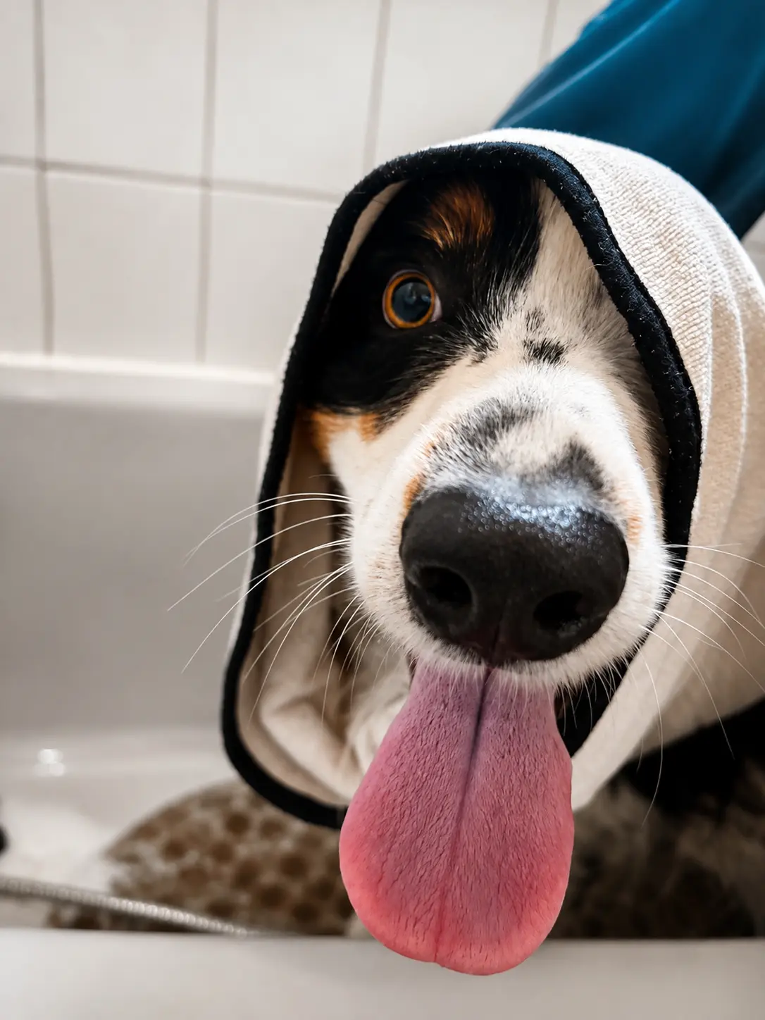 Grand chien après un bain et une coupe à domicile près de Nancy
