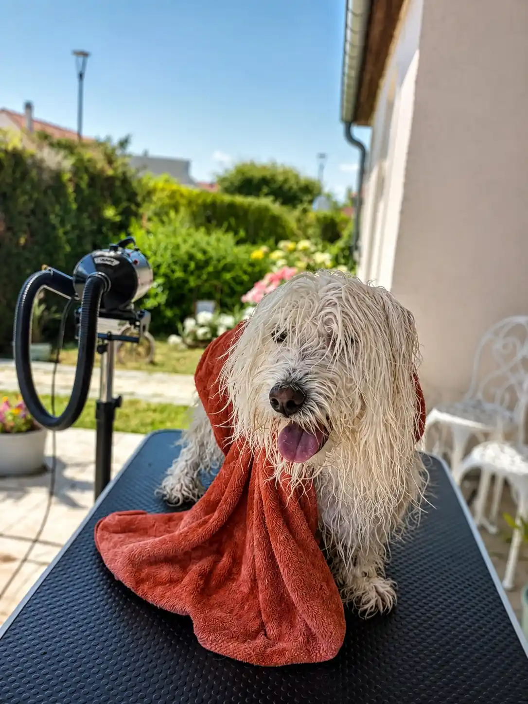 Petit chien après un toilettage à domicile à Nancy