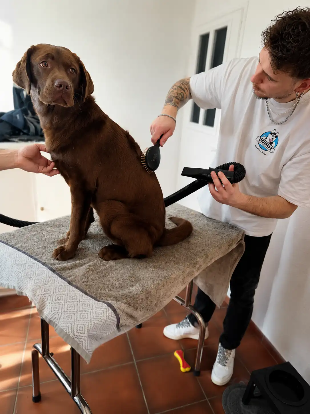 Toiletteur canin à domicile se déplaçant dans l'agglomération de Nancy